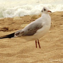 mouette sur la plage de St Denis d'Oléron