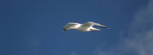 mouette-ile-oleron