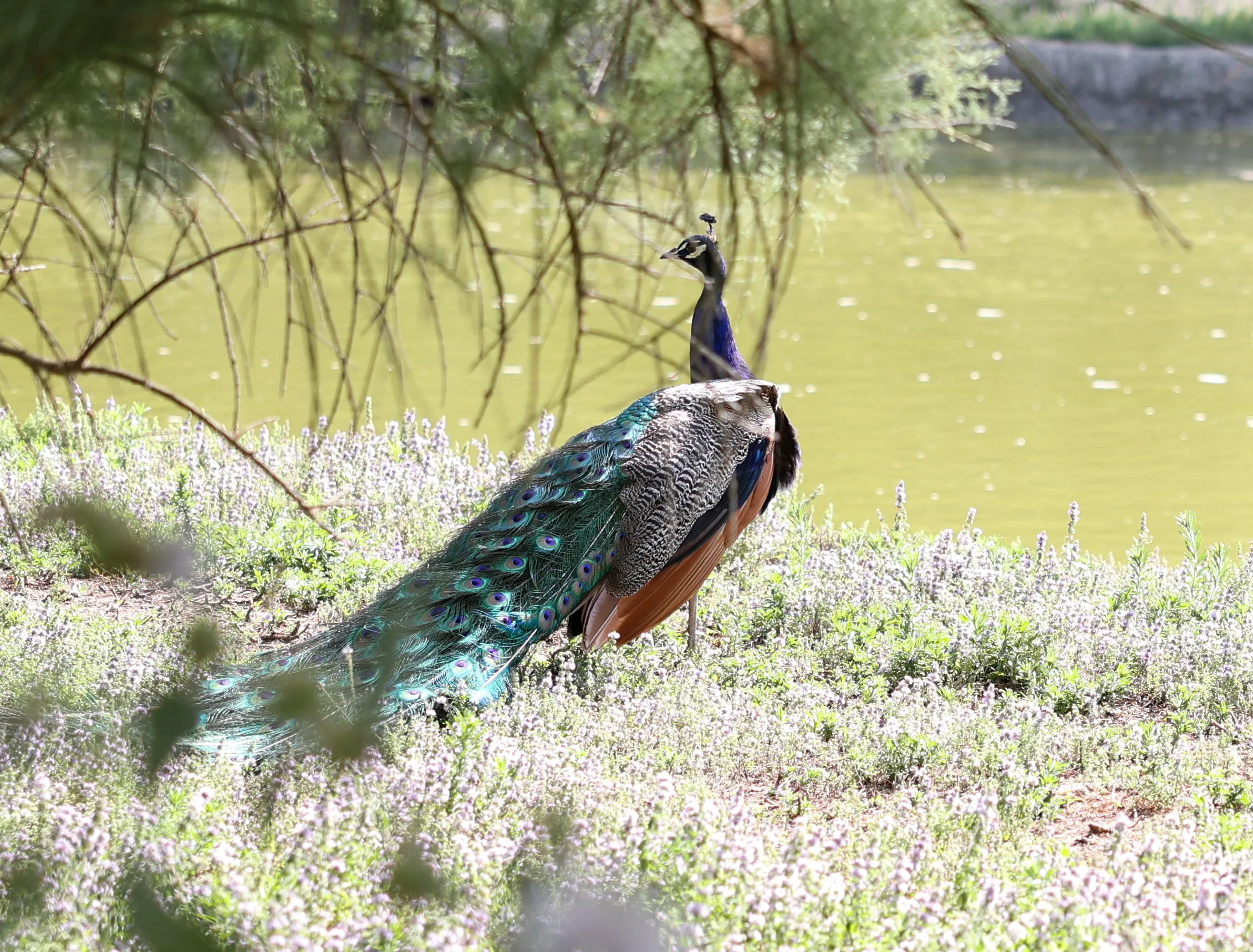 animaux près des plages d'oleorn