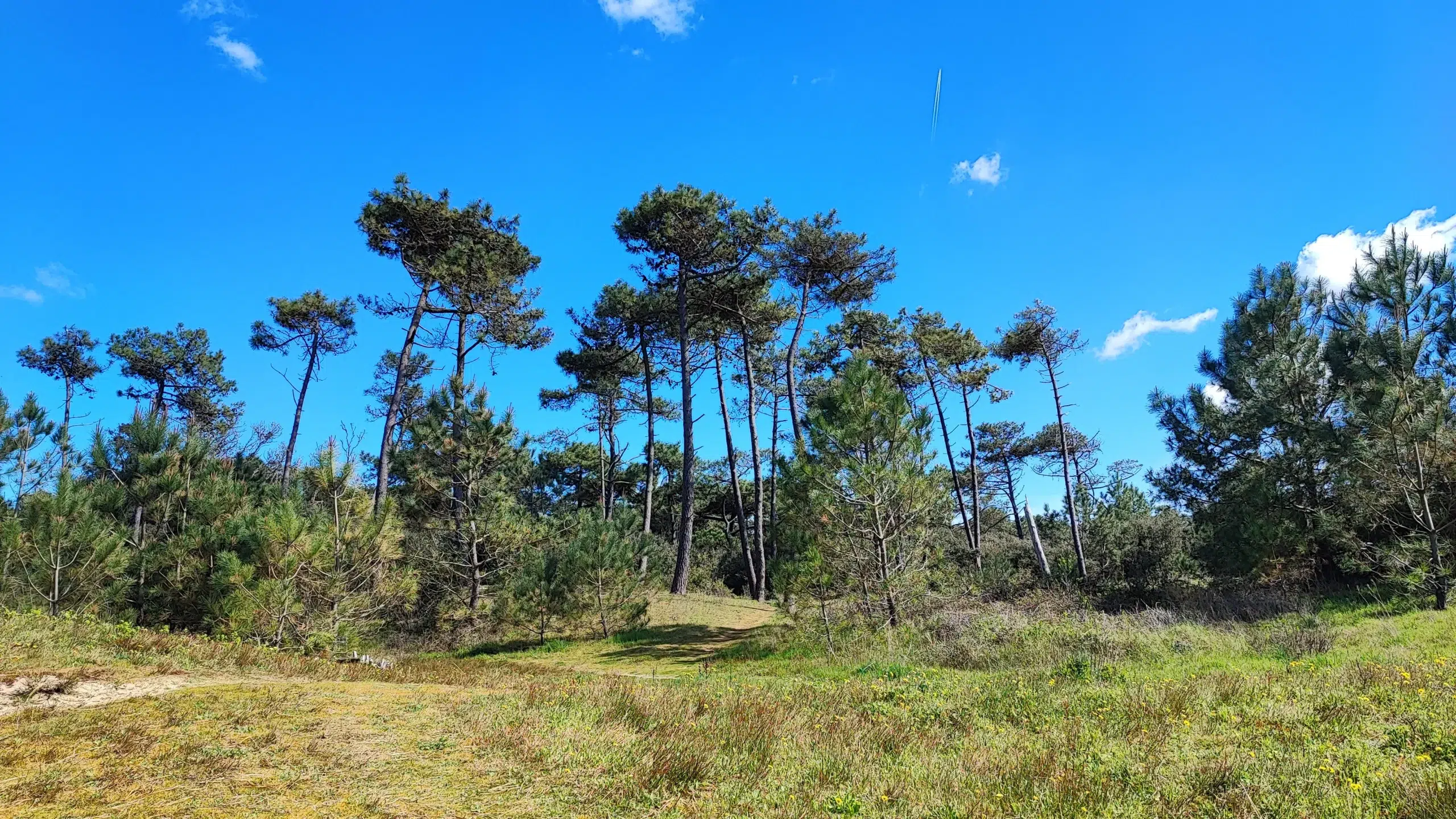 bois près du camping la sabia