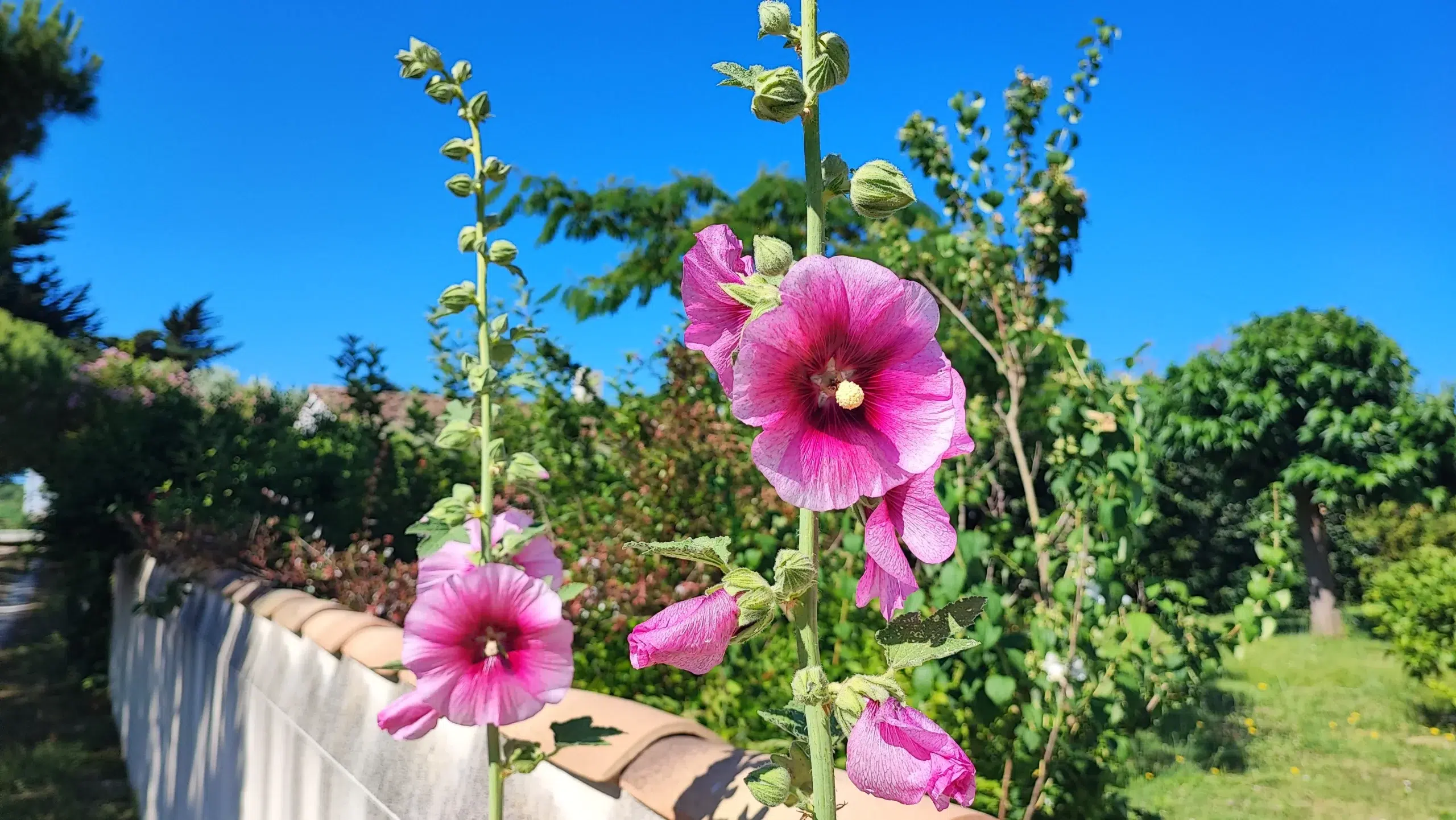 fleurs au camping la sabia