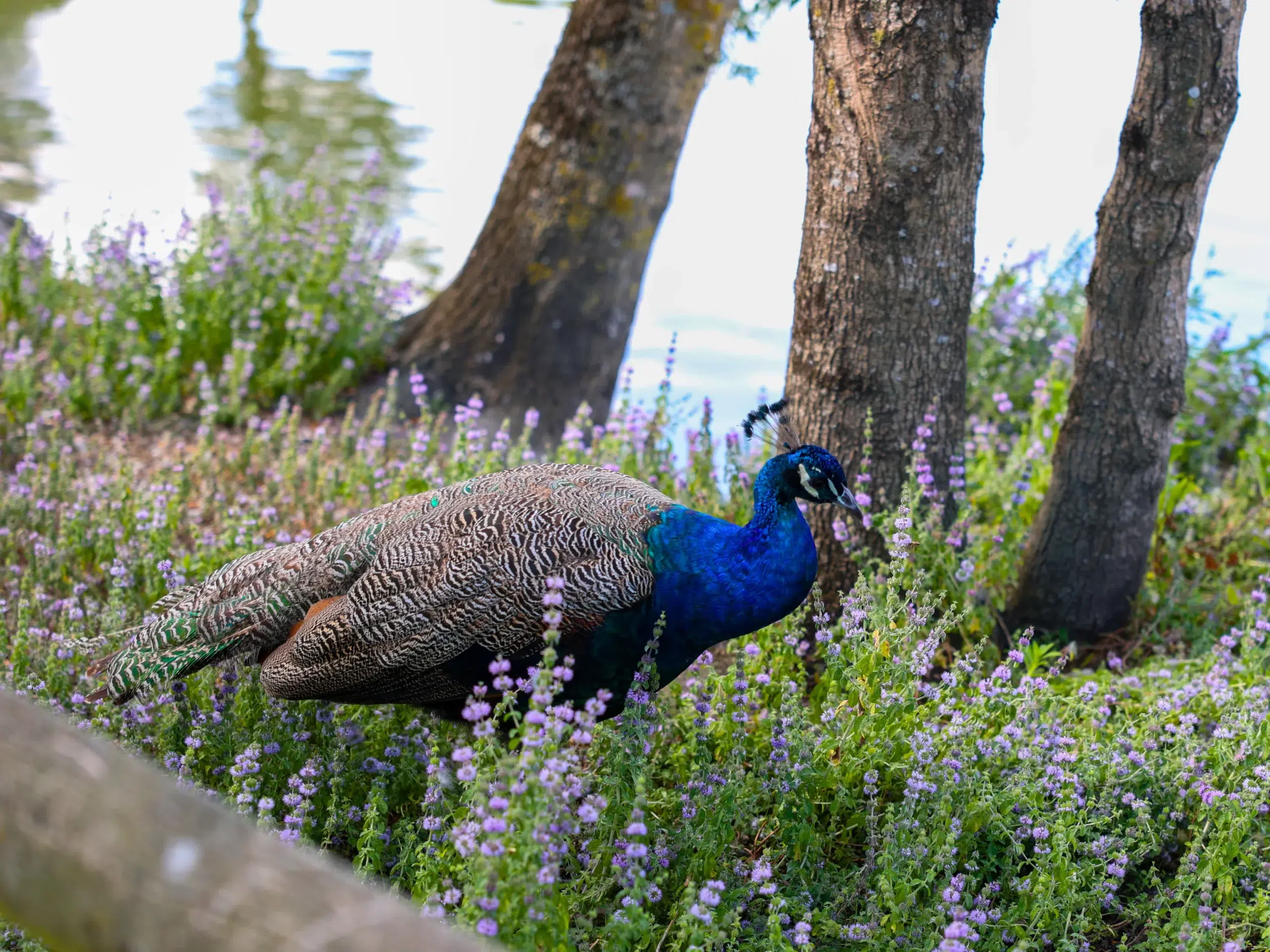 paon à l'ile d'oleron