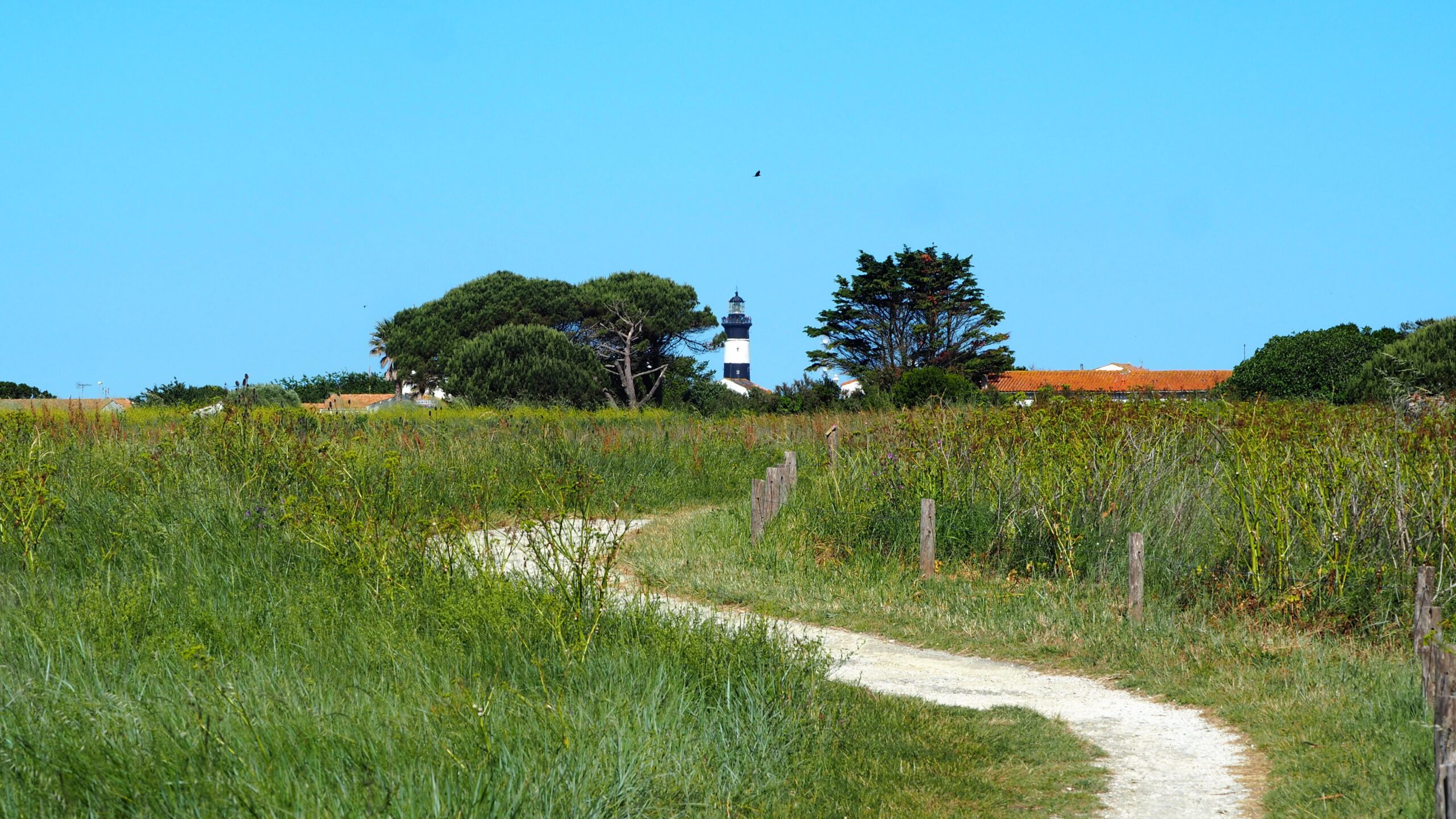 Vue du phare de chassiron devant le camping